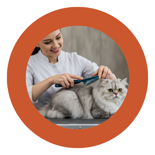 Kit Experto en Gatos: Guía + Herramientas